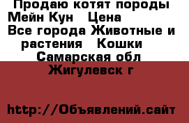 Продаю котят породы Мейн Кун › Цена ­ 12 000 - Все города Животные и растения » Кошки   . Самарская обл.,Жигулевск г.